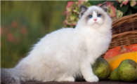 猫打喷嚏是怎么回事