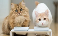 猫掉毛会不会影响小宝宝发育
