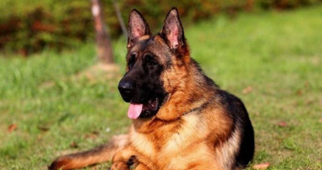 德牧犬多大才开始护主人