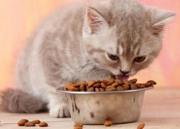 小猫没有猫粮可以用什么代替 小猫没有猫粮可以用什么代替