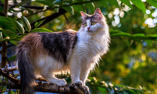 猫怀孕期间吃什么补充营养比较好