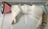 猫咪绝育后不吃东西怎么办