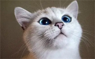 呋虫胺对猫咪有害吗