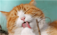 猫吐毛球和黄水怎么办