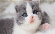 猫吃幼崽是怎么回事呢