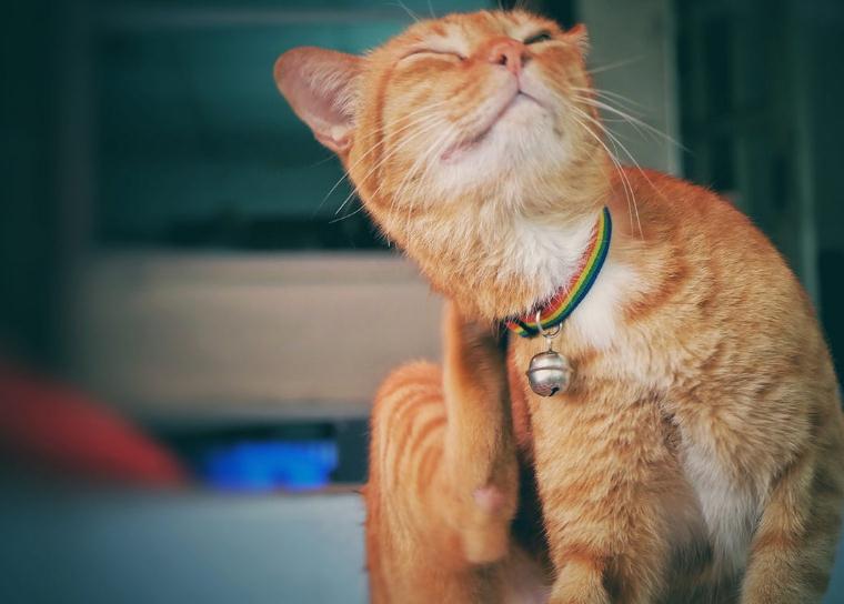 猫咪身上有跳蚤怎么办怎么彻底消灭它们