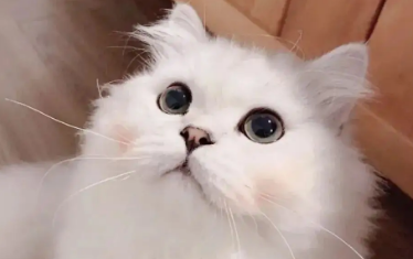 猫咪发腮好还是不好