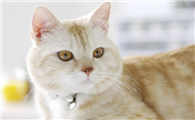猫咪吐出来的猫粮还是完整的猫粮
