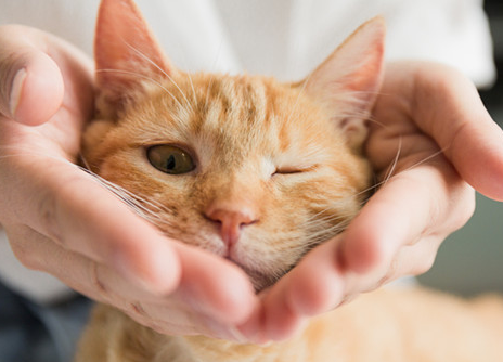 猫咪猫瘟不吃饭不喝水怎么办