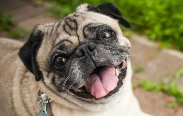 巴扎黑是什么狗?原来它就是八哥犬!