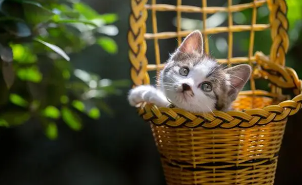猫瘟检测试纸怎么检查出来 猫瘟检测试纸怎么检查出来