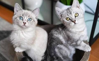猫配上几天能看出来怀孕