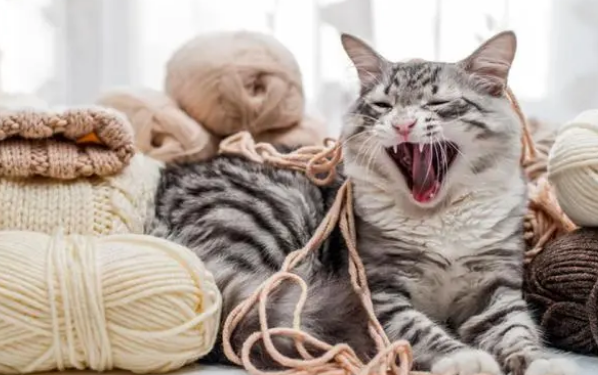 猫咪呕吐的原因及处理方法 猫咪呕吐的原因及处理方法