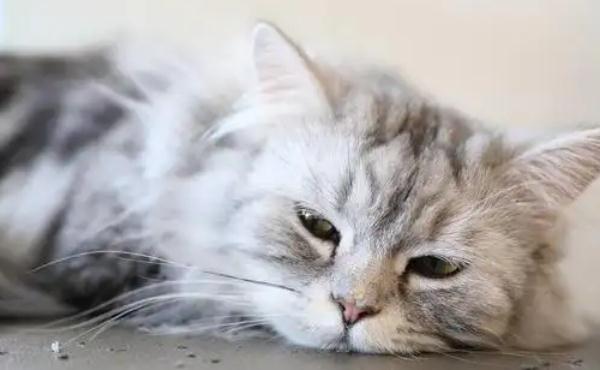 猫咪中暑怎么办解决