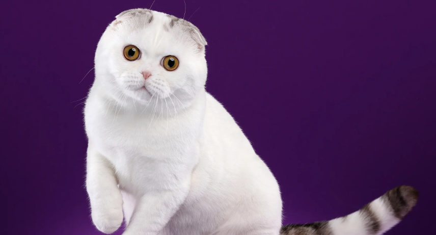 折耳猫一生不发病有吗?感兴趣的可以看看~ 折耳猫一生不发病有吗?感兴趣的可以看看~