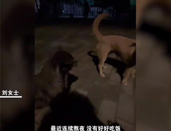 女生校内晕倒 被2只流浪狗舔鼻唤醒：感慨万物皆有灵性