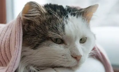 母猫产后一天呼吸非常急促