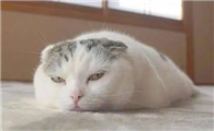 如何把猫身上的虫子去掉