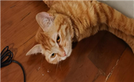 猫的耳螨怎么快速治好呢