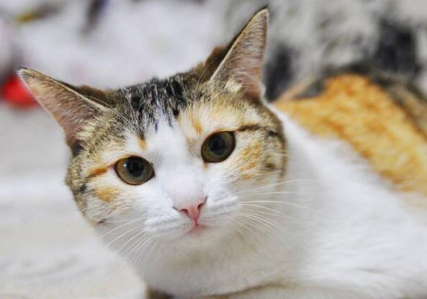 猫的耳朵好烫是怎么回事