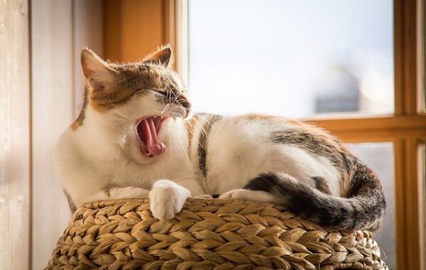 猫咪怎么看公母?原来这么简单~ 猫咪怎么看公母?原来这么简单~