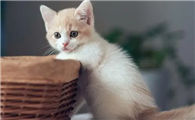 猫舔了一口巧克力会有事吗会死吗