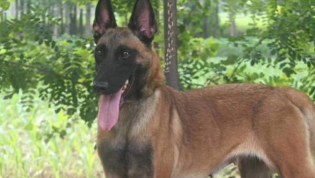 马犬吃什么长得大又快呢 马犬吃什么长得大又快呢