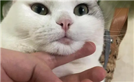 猫咪严重黑下巴怎么治疗