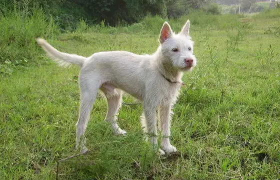 下司犬多少钱一只