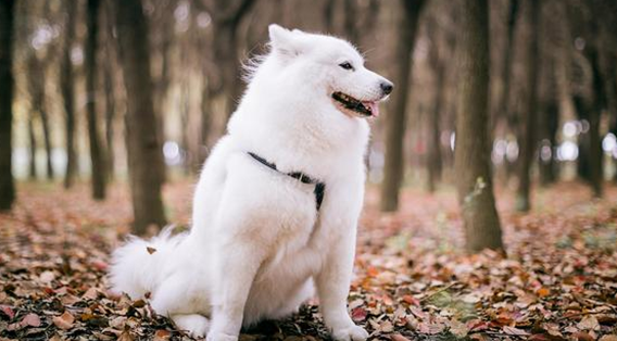 家里养的狗狗会有狂犬病毒吗