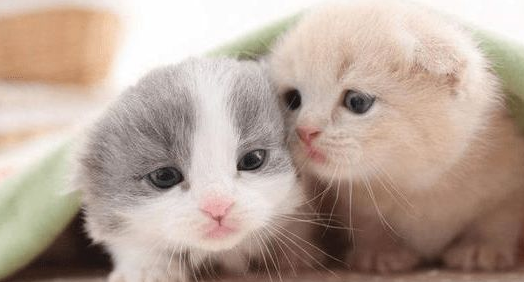 猫感冒了怎么办用最简单的方法 猫感冒了怎么办用最简单的方法