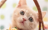 猫什么时候下小崽