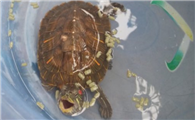 乌龟拉白色絮状物
