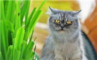 猫老是呕吐怎么解决还不吃东西