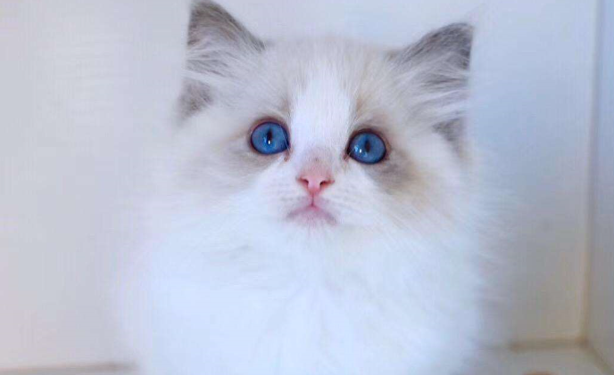 黑色鼻子的布偶猫，你了解多少呢？
