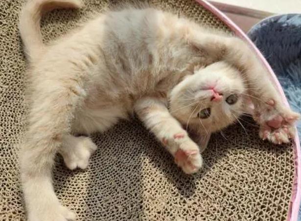 猫咪身上突然有一股腥臭味怎么回事