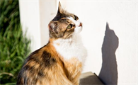 猫咪吃了罐头吐了是怎么回事
