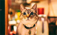 猫为什么吃文竹吃了有什么危害