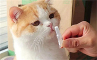 猫咪需要每个月都驱虫吗?