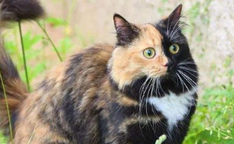 玳瑁猫是不是就是土猫？不懂的看过来！