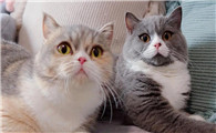 猫咪颅内出血早期表现