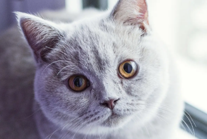 猫睡觉缩成一团怎么回事?可能是这几种原因 猫睡觉缩成一团怎么回事?可能是这几种原因