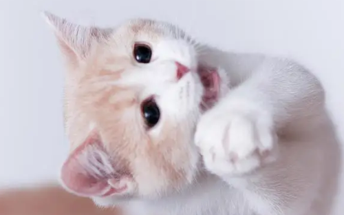猫咪喜欢玩水怎么矫正 猫咪喜欢玩水怎么矫正