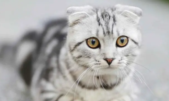 猫绝育不缠纱布没事吗? 猫绝育不缠纱布没事吗?