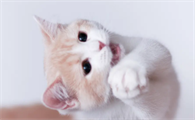 三个月的猫还要喝奶粉吗
