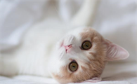 猫咪屁股上有白色蠕虫吃什么药