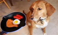 狗狗不吃狗粮了怎么办但是却吃零食