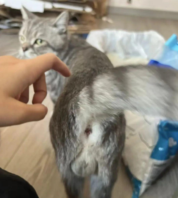 猫咪因一张“巨蛋照”封神!网友:口水擦擦,赶紧趁机颠两把… 猫咪因一张“巨蛋照”封神!网友:口水擦擦,赶紧趁机颠两把…