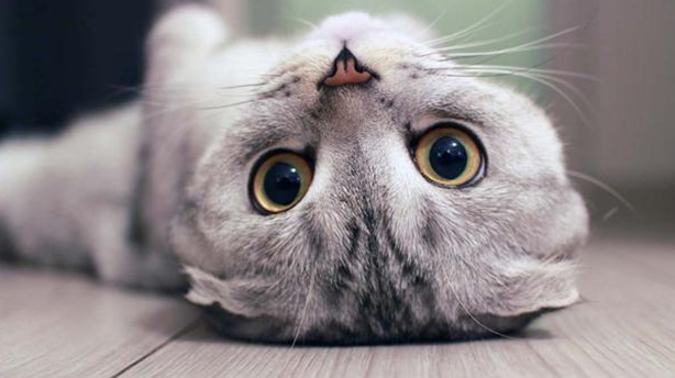 小猫咪眼屎特别多怎么回事 小猫咪眼屎特别多怎么回事