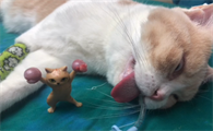 猫咪如果内脏那些出血会怎么样